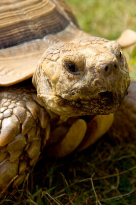 A giant tortoise walks across the ground at the Reptile Zoo.