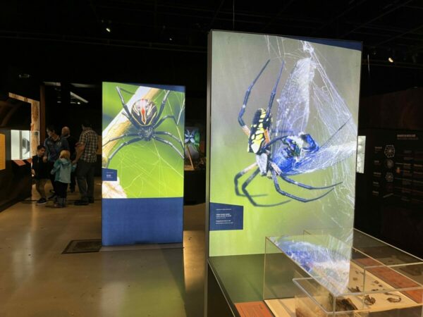 Display case showing a brown recluse and a southern black widow spider, with labels and educational information explaining their behaviors and habitats.