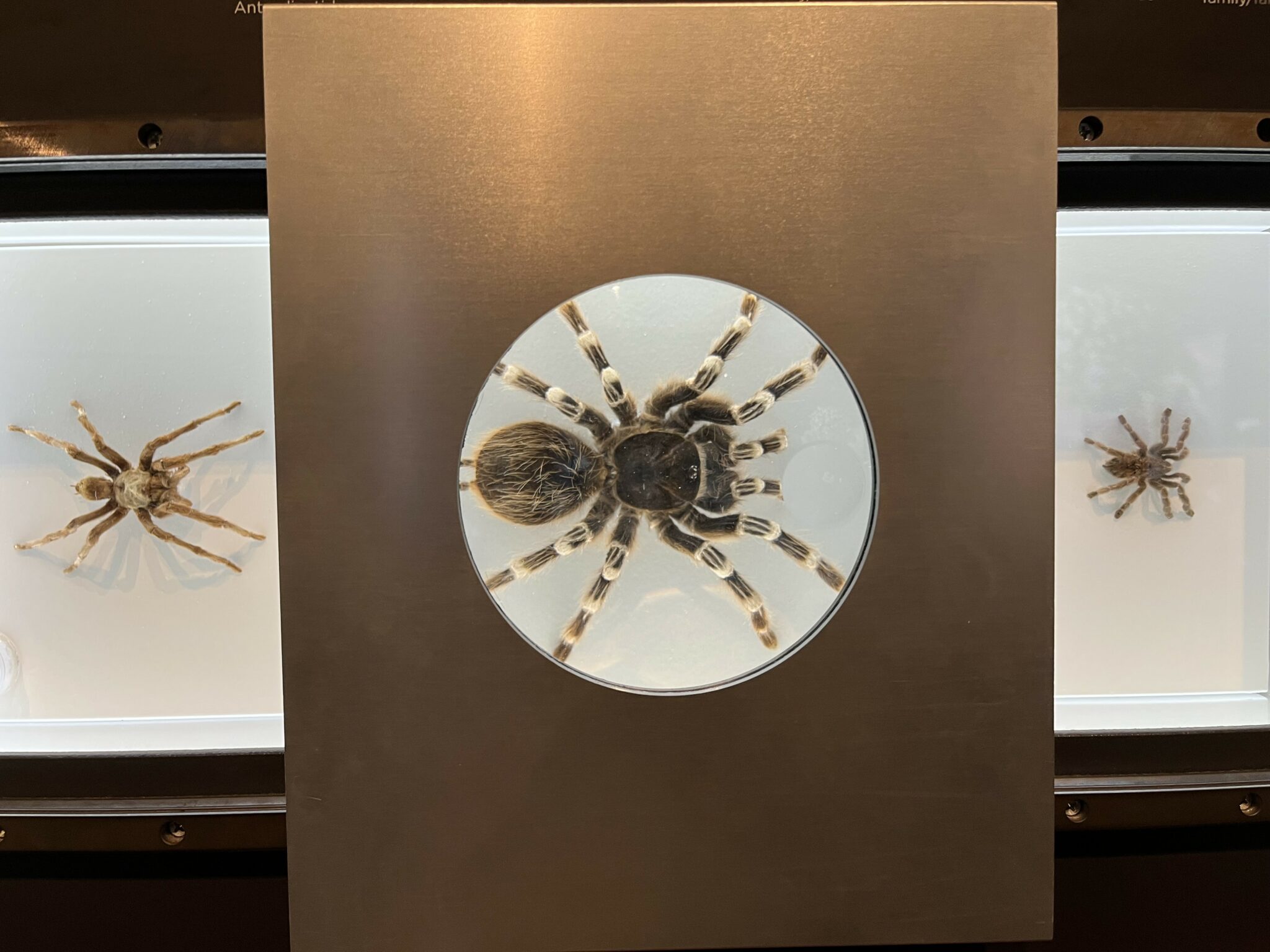 Close-up of a living spider specimen inside a glass habitat at Pacific Science Center, part of the exhibit’s live arachnid collection.