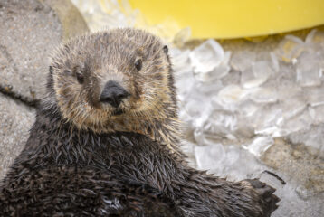 Seattle Aquarium southern sea otter Ruby
