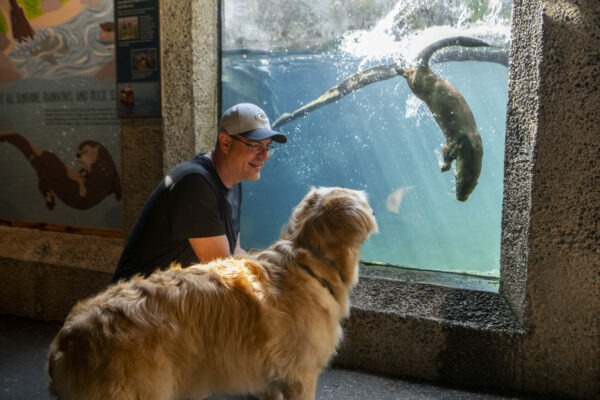 NW Trek dog days otter watch
