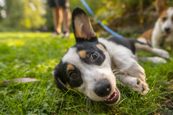 NW Trek Dog Days smile