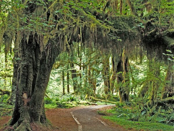 Washington political news for families forests