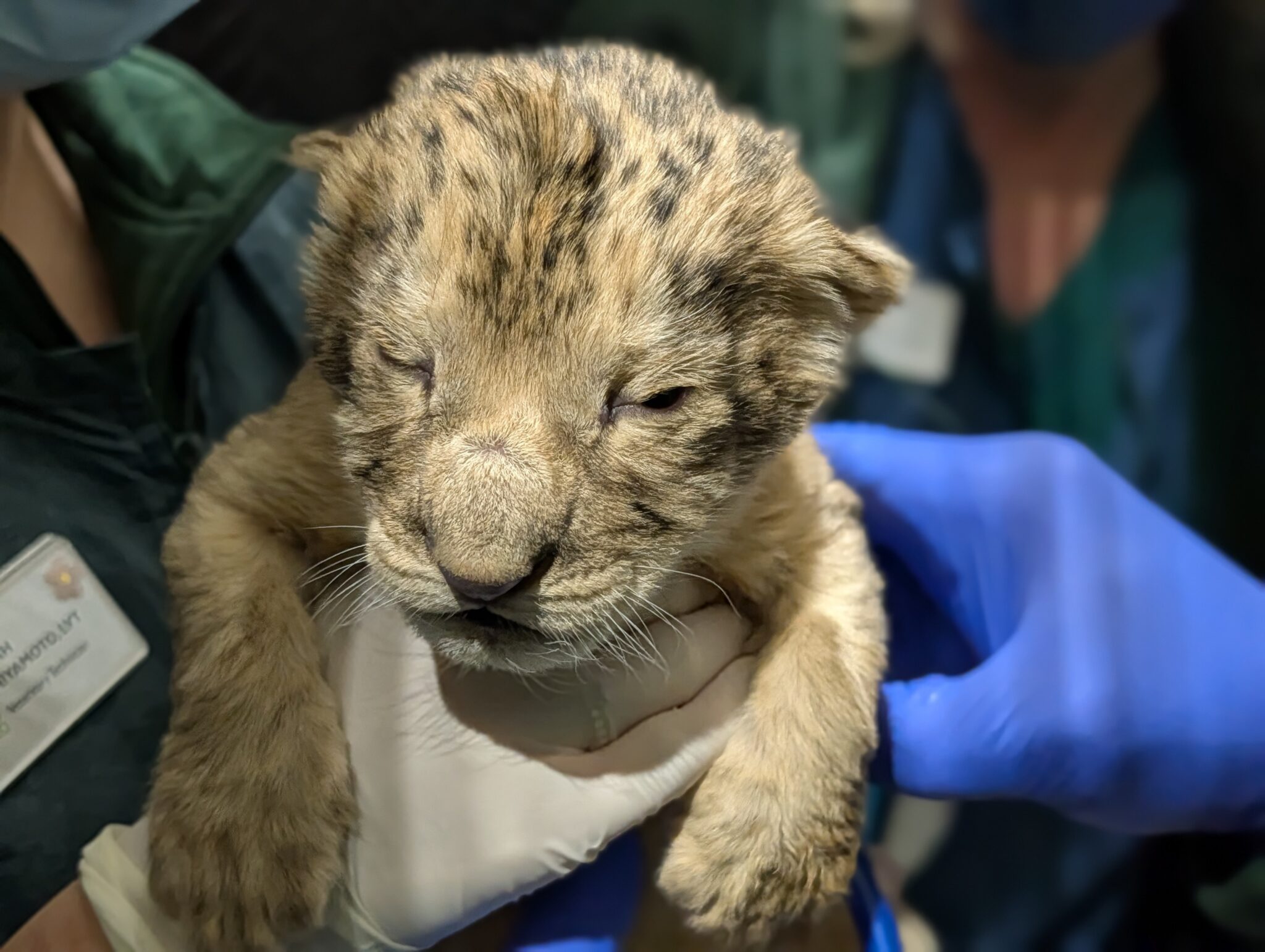 lion cubs born at Woodland Park Zoo baby