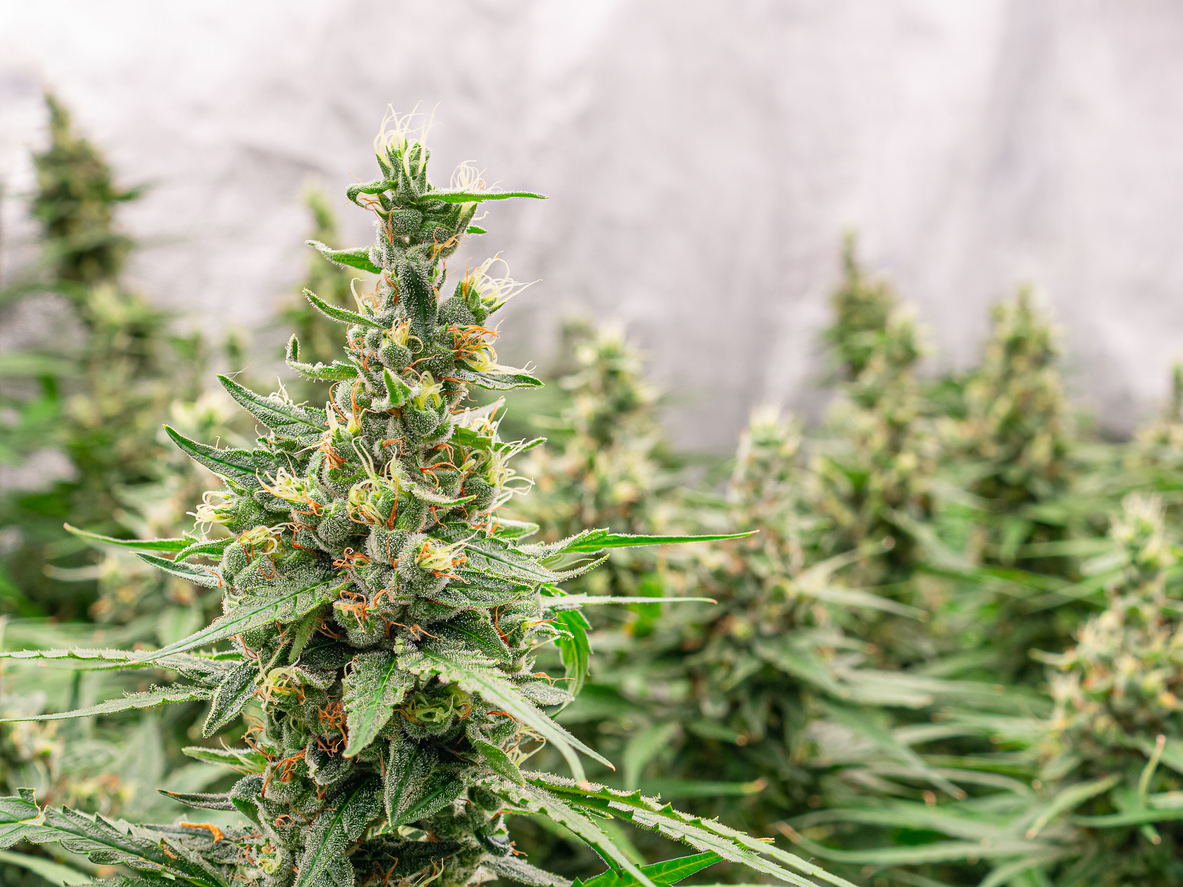 Premium cannabis plants for harvest in a greenhouse. Commercial cannabis cultivation. Cannabis cultivation for medical and commercial purposes